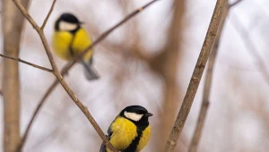 Zrób to do końca lutego. Ptaki zostaną w ogrodzie na dłużej