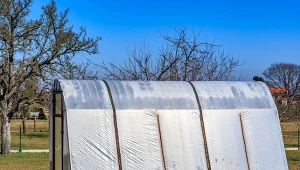 Koniec problemu z przędziorkami. Zostaw w szklarni na cały sezon