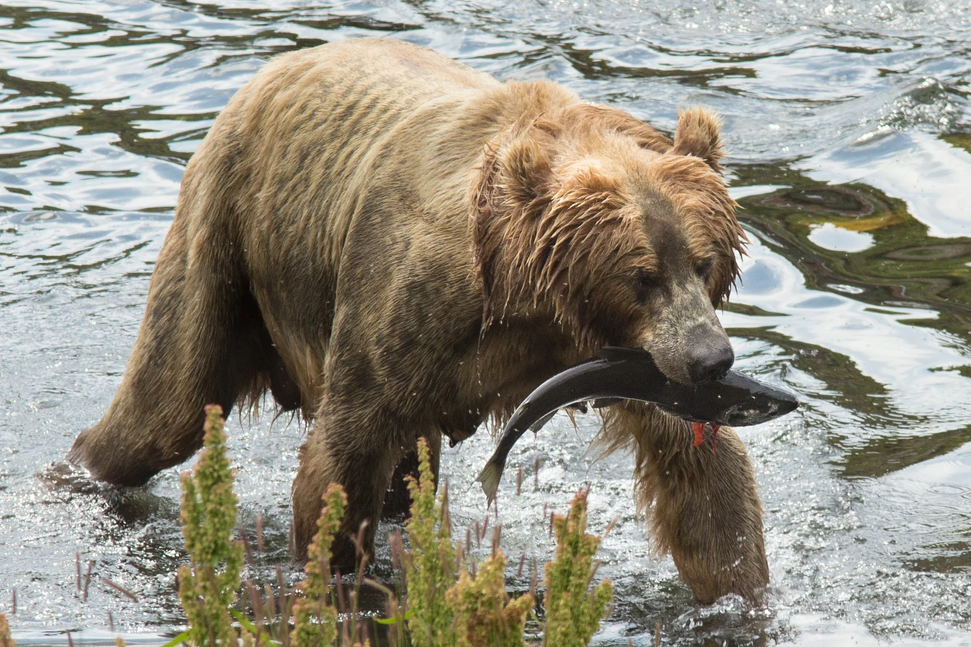 Niedźwiedź brunatny łapie rybę w pysku stojąc w płytkiej wodzie otoczonej roślinnością.