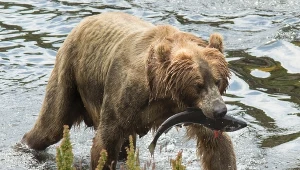 Niedźwiedzie kodiackie znane są ze swoich polowań na łososie