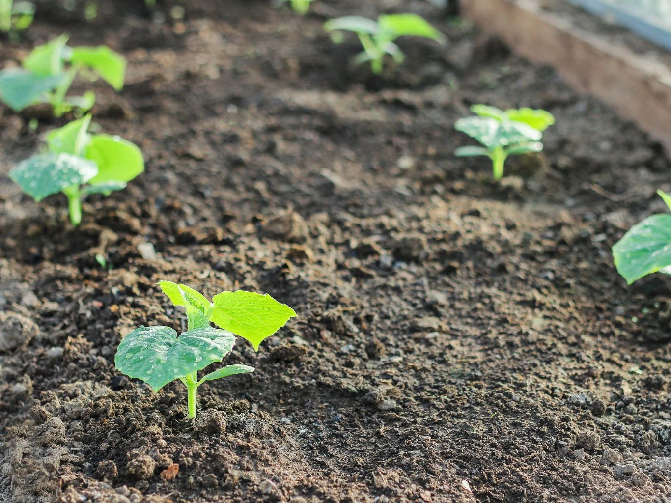 Małe zielone sadzonki ogórka rosnące w rzędach na świeżej, spulchnionej ziemi w tunelu lub ogrodzie, dobrze oświetlone naturalnym światłem