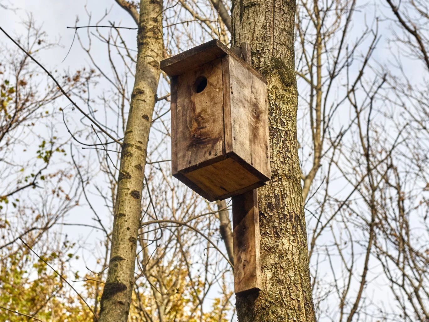 Budki lęgowe można czyścić tylko poza sezonem lęgowym ptaków. Drewniana budka lęgowa zawieszona na pniu drzewa, otoczona nagimi gałęziami.