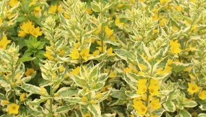 Urośnie tam, gdzie inne rośliny się poddają. Maskuje brzydkie miejsca