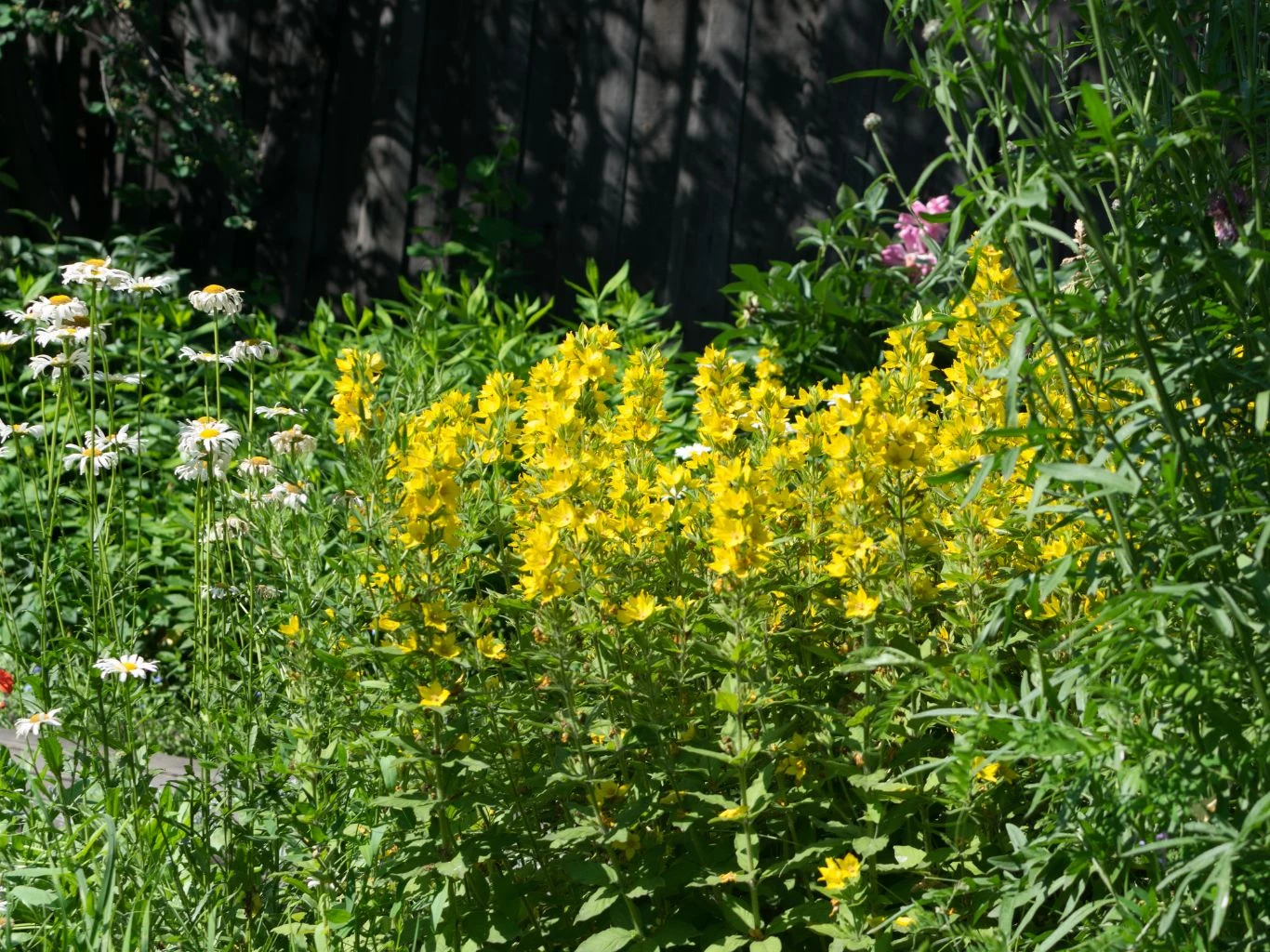 Kępa żółtych kwiatów w centrum ogrodu otoczona gęstą zielenią oraz białymi margerytkami, na tle ciemnego płotu i wysokich roślin.