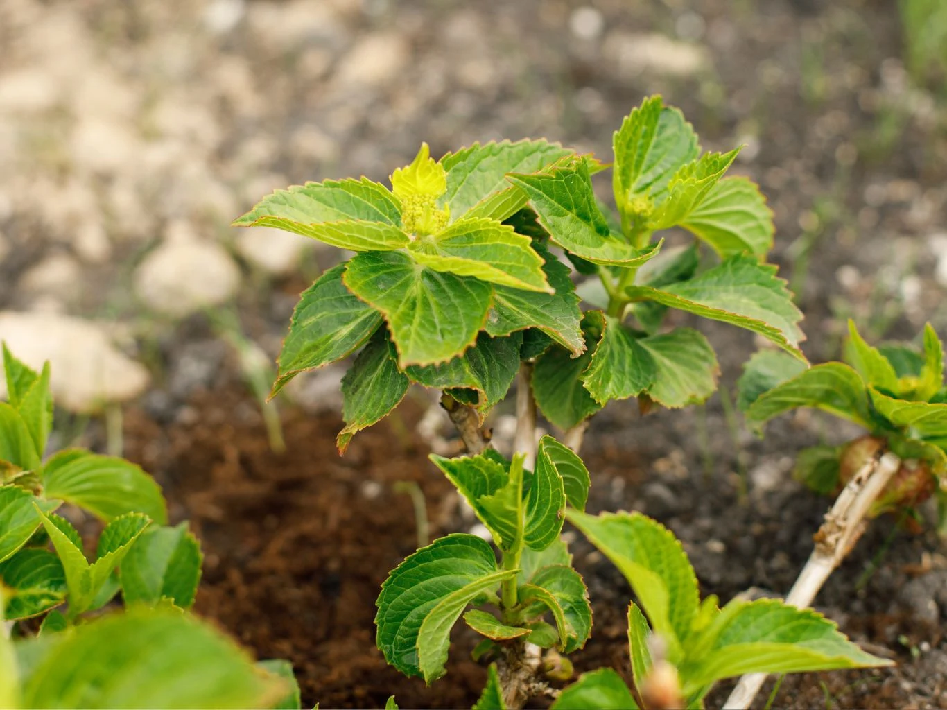 Młoda hortensja z zielonymi liśćmi wyrastająca z ziemi, otoczona niewielką ilością świeżego, wilgotnego podłoża oraz innymi pędami tego samego gatunku. Tło lekko rozmyte z widocznymi fragmentami gleby i pojedynczymi kamieniami.