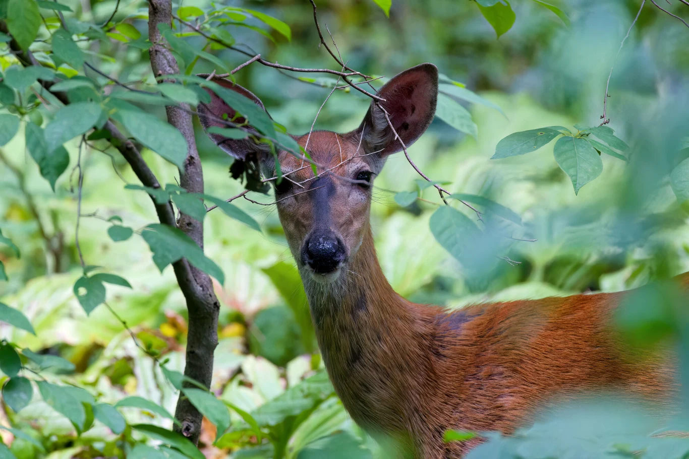 Sarna wśród gęstej, zielonej roślinności leśnej, częściowo przysłonięta przez liście, patrzy prosto w obiektyw.