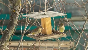 Kiedy zakończyć dokarmianie ptaków i jak zatroszczyć się o nie na wiosnę? 