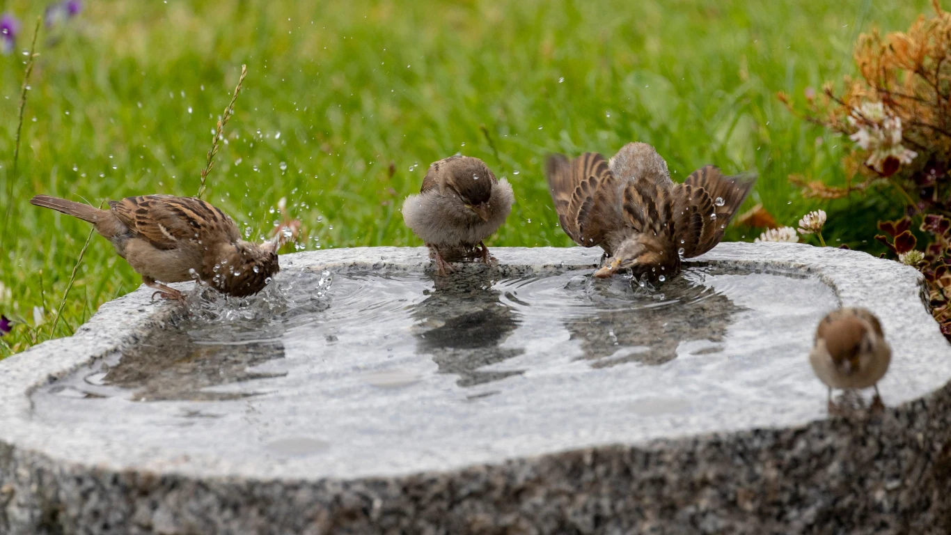 Wiosną oraz latem warto zapewnić ptakom poidła. Pomogą im one znacznie w czasie suszy i ciepłych dni Cztery wróble kąpiące się i pluskające w wodzie na kamiennej fontannie ogrodowej, otoczonej zieloną trawą oraz roślinnością.