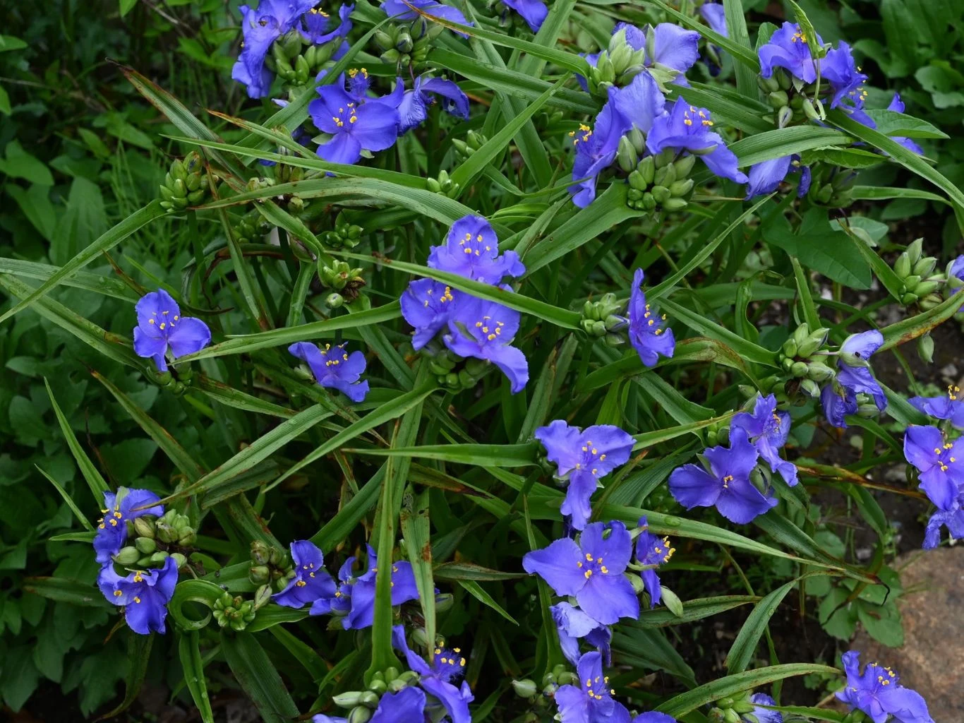Trzykrotka Andersona to bylina skromna, ale bezczelnie wytrwała. Gęsty kępek trzykrotki ogrodowej z charakterystycznymi niebiesko-fioletowymi kwiatami z delikatnymi żółtymi pręcikami i długimi, wąskimi liśćmi, rosnący na tle zielonej roślinności ogrodowej.