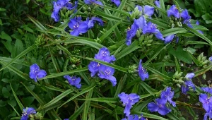 Bylina wytrwała jak żadna inna. Do tego kwitnie przed pół roku