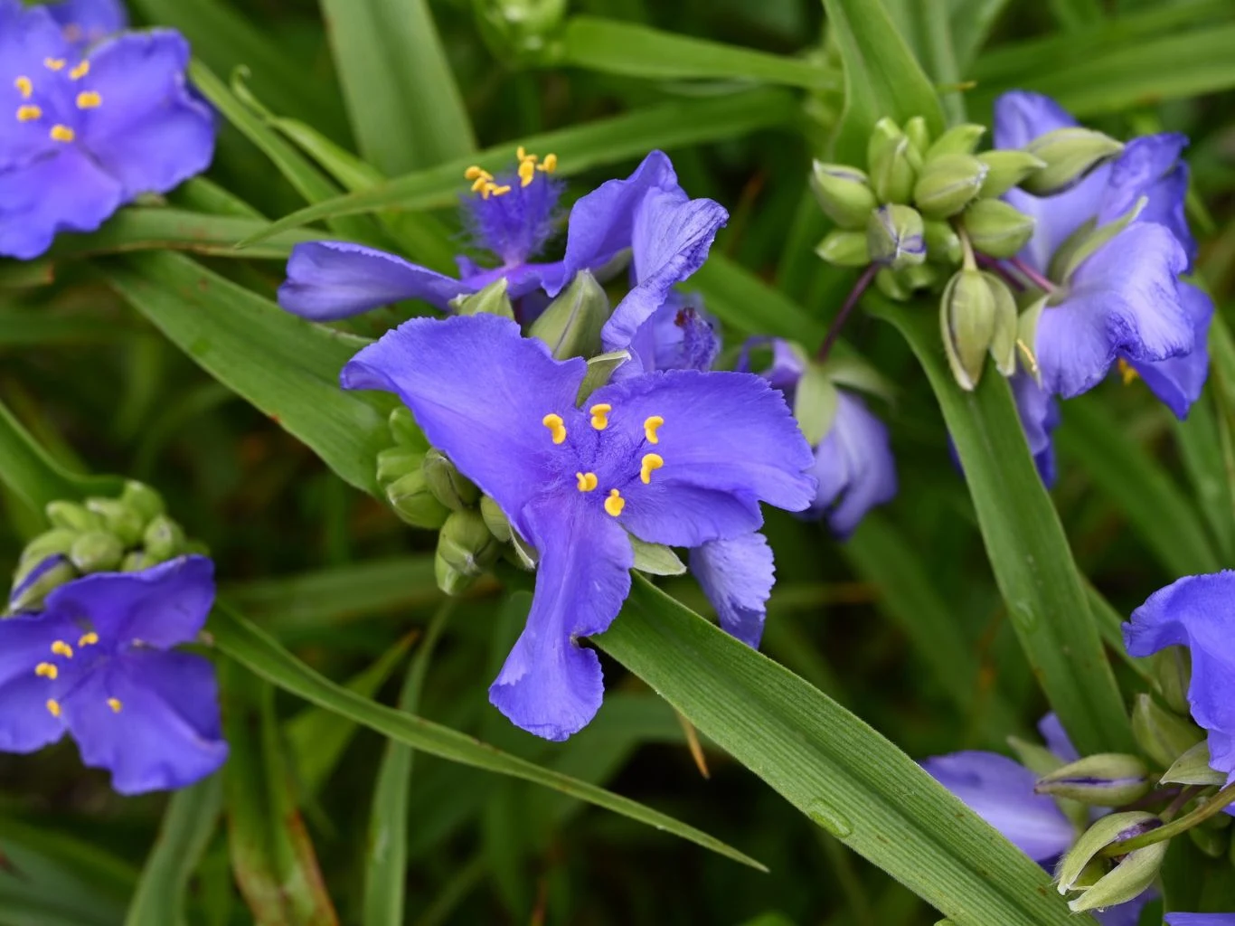 Trzykrotka Andersona w słońcu otwiera płatki, a w pochmurne dni je chowa. Intensywnie niebieskie kwiaty z żółtymi pręcikami wśród zielonych, wąskich liści, kilka jeszcze nierozwiniętych pąków kwiatowych