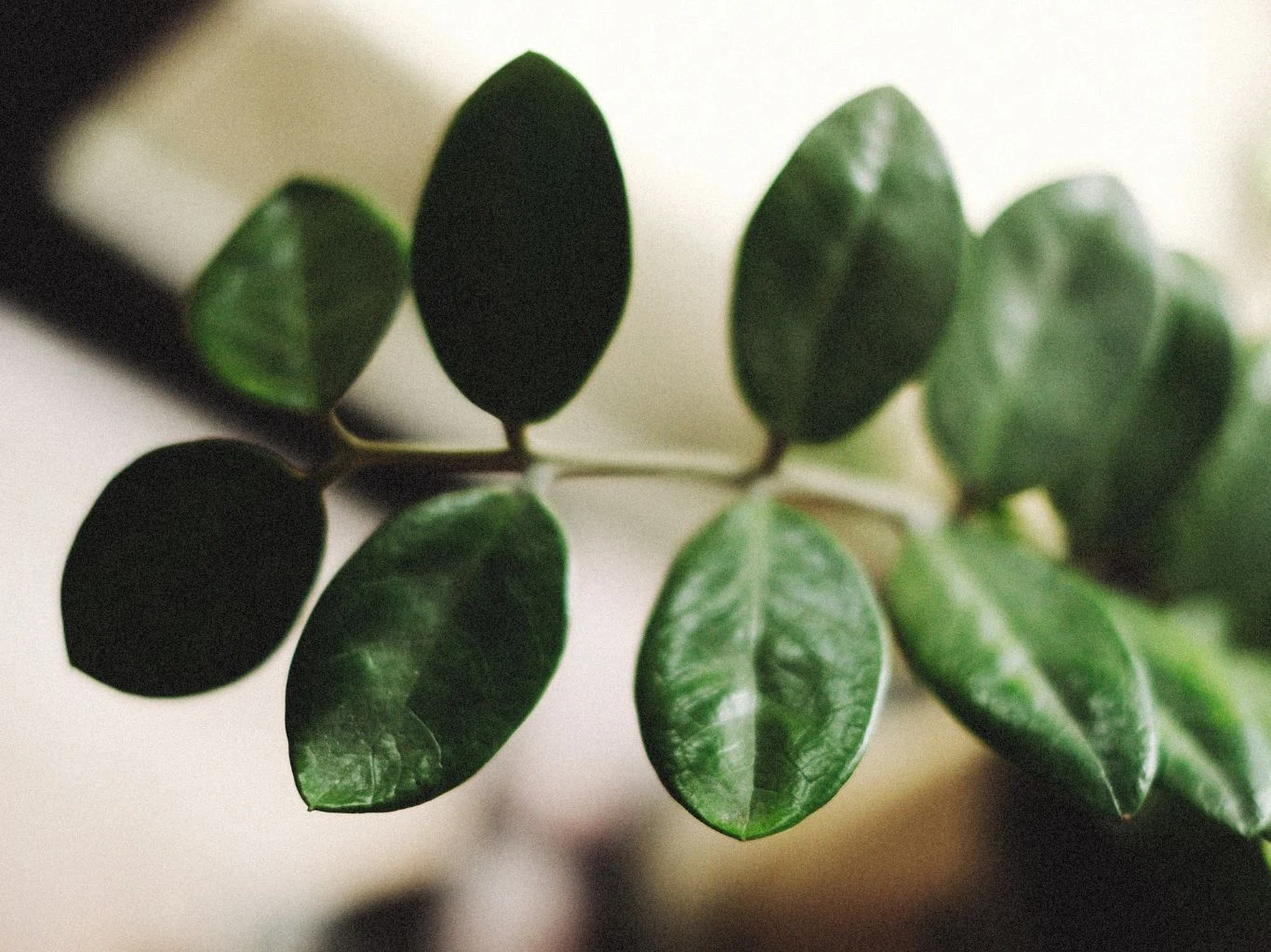 Pomarszczone łodygi i liście zamiokulkasa mogą wynikać z kilku przyczyn. Zbliżenie gałązki z błyszczącymi, zielonymi liśćmi na rozmytym tle.