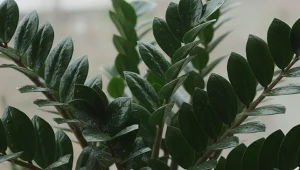 Super odżywka na sprężyste liście i łodygi. Zamiokulkas jest jak z katalogu