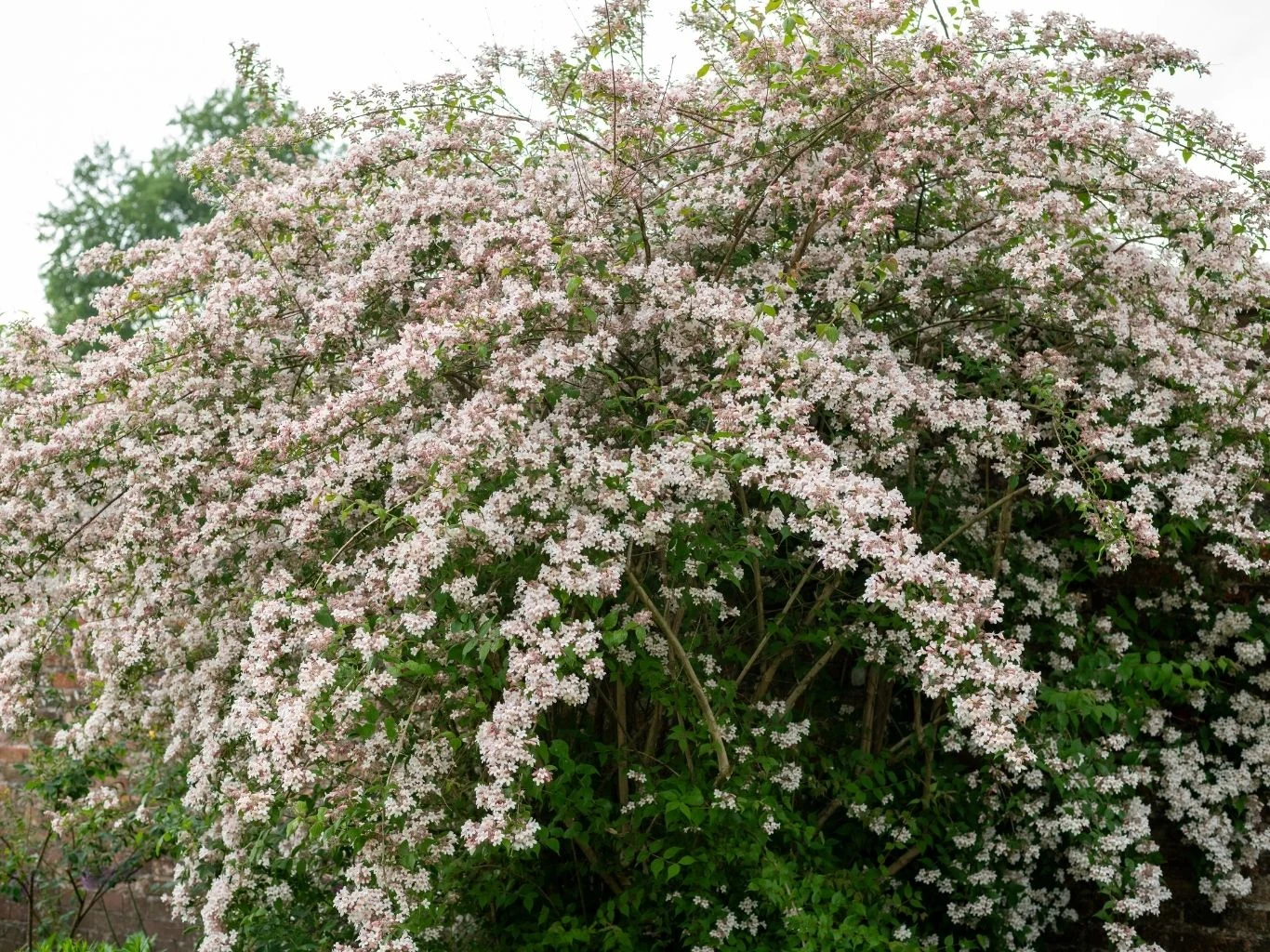 Kolkwicja chińska swoim pokrojem bardzo przypomina forsycję Krzew kolkwicji pokryty delikatnymi, drobnymi, bladoróżowymi kwiatami.