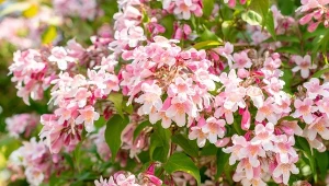 Jak forsycja, ale różowa. Ugina się od kwiatów bez nawożenia