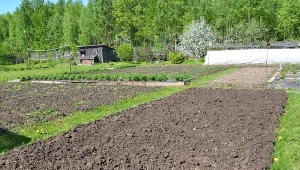 Zamiast kopać, posiej. Gleba sama się użyźni i napowietrzy