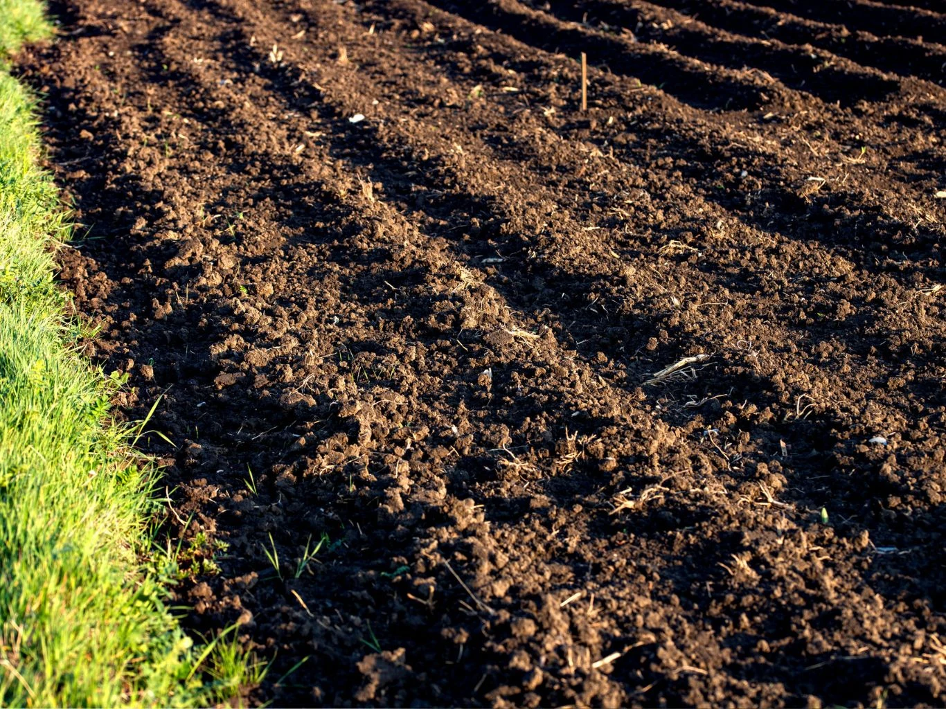 Świeżo zaorana ziemia na polu z wyraźnie widocznymi bruzdami, po lewej stronie fragment zielonej trawy oddzielającej pole.