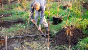 Francuscy ogrodnicy wiedzą, jak dodatkowo zabezpieczyć drzewka owocowe przed szkodnikami