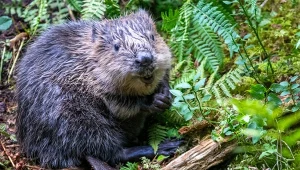 Bobry za pomocą budowy tam i podnoszenia poziomu rzek i strumieni potrafią regulować gospodarkę wodną i walczyć z suszą