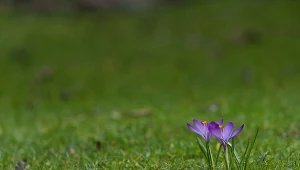 Mało znany sposób na regenerację trawnika. Zielony i odporny na suszę dywan