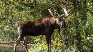 Łosie to potężne zwierzęta, zwłaszcza samce. Kolizja z nimi jest niebezpieczna