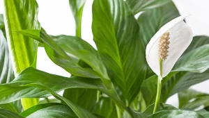 Skrzydłokwiat marnieje? Ten roztwór błyskawicznie postawi go na nogi