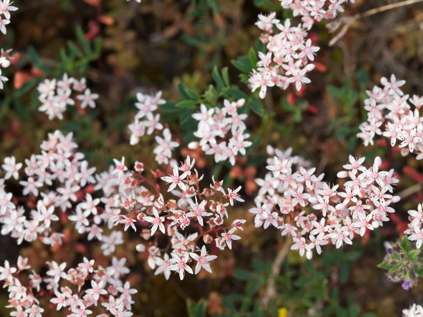 Delikatne różowe kwiaty zebrane w luźnych, licznych baldachach, otoczone zielonymi liśćmi, rosną blisko siebie, tworząc malowniczy naturalny dywan.