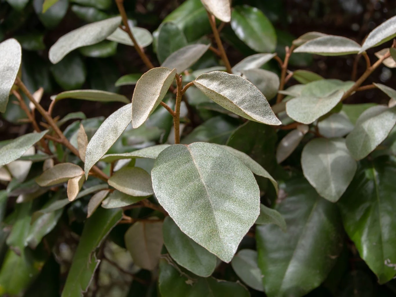 Szarosrebrzyste liście rośliny pokryte delikatnym meszkiem, wyraźnie odróżniające się od ciemnozielonego tła innych liści, o wyjątkowej fakturze i matowym wykończeniu.