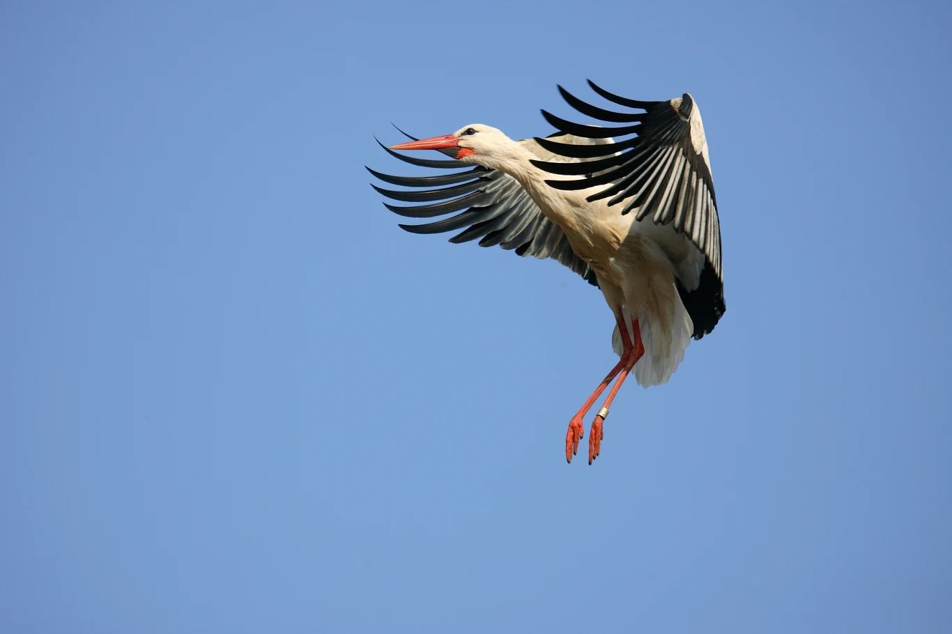 Bociany białe jeszcze nie zbierają się do odlotu Bocian z rozpostartymi skrzydłami podczas lotu na tle czystego, błękitnego nieba.