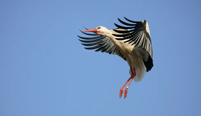 Bociany białe jeszcze nie zbierają się do odlotu