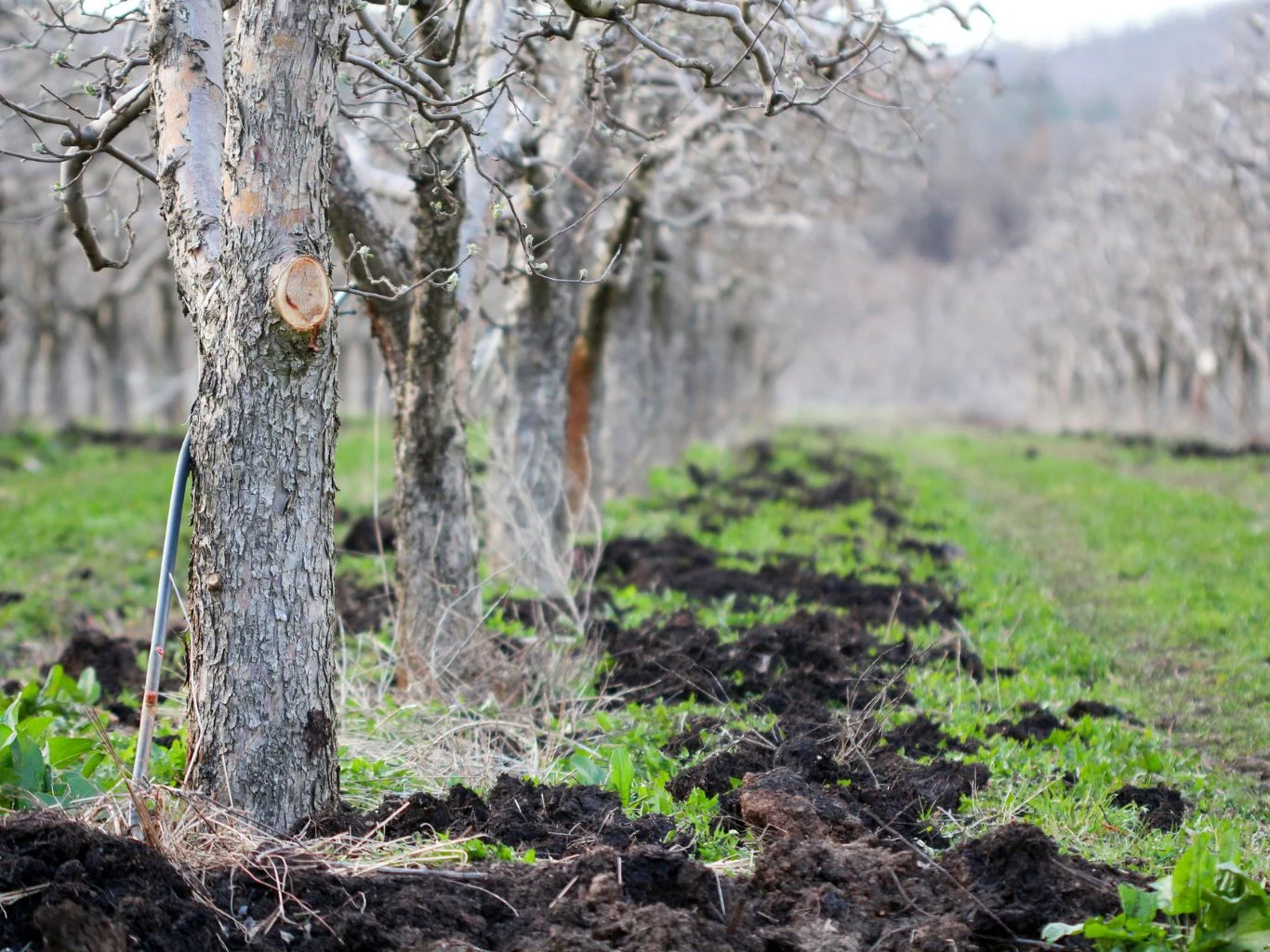 Francuscy ogrodnicy wiedzą, jak dodatkowo zabezpieczyć drzewka owocowe przed szkodnikami. Szereg drzew owocowych o przyciętych gałęziach, ziemia wokół drzew przekopana, pomiędzy rzędami widoczna zieleń i świeżo uprawiona gleba.