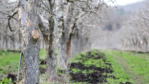 Ogrodnicy we Francji stosują od lat. Chroni i regeneruje drzewa owocowe