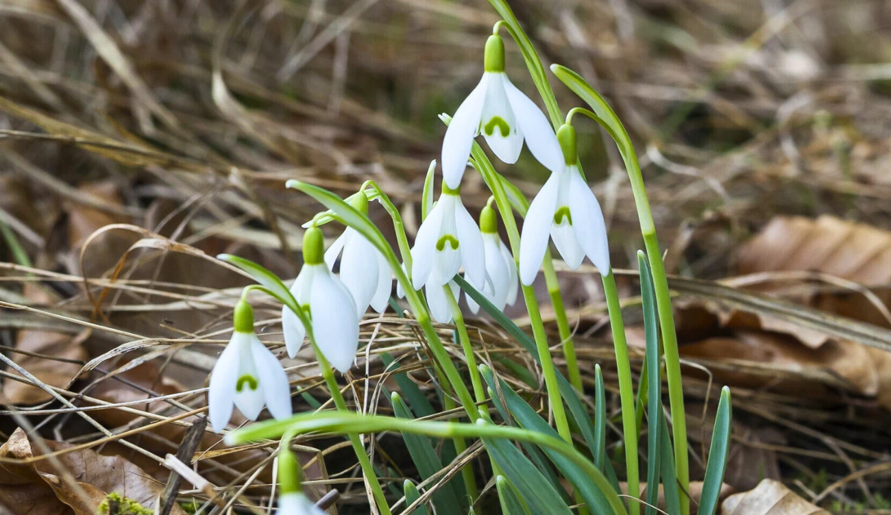 Czy śnieżyczka przebiśnieg jest pod ochroną? Kępa śnieżyczek przebiśniegów o białych dzwonkowatych kwiatach na tle suchych traw i liści leżących na ziemi.