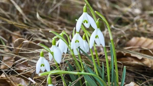 Czy śnieżyczka przebiśnieg jest pod ochroną?