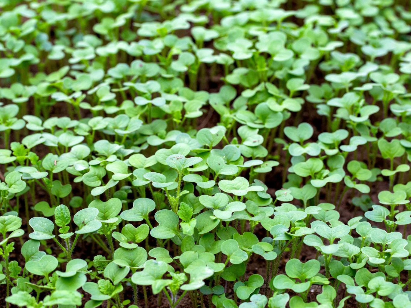 Podpowiadamy, jak siać rzodkiew oleistą na przedplon i dlaczego warto to zrobić. Rzodkiew oleista rośnie w ogrodzie.