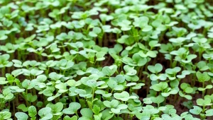 Naturalny polepszacz gleby. Wysiej tam, gdzie będą pomidory