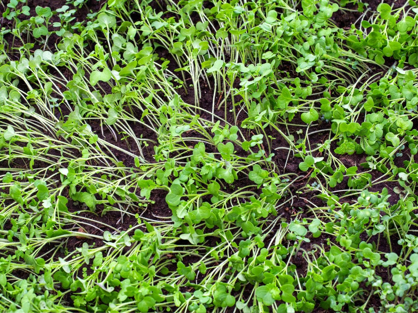 Rzodkiew oleistą nisko ścinamy, gdy osiągnie ok. 20 cm wysokości. Młode zielone siewki rzodkwi oleistej rosnące gęsto na wilgotnej, ciemnej ziemi, część roślin delikatnie pochylona, tworzy zwarte kępy liści.