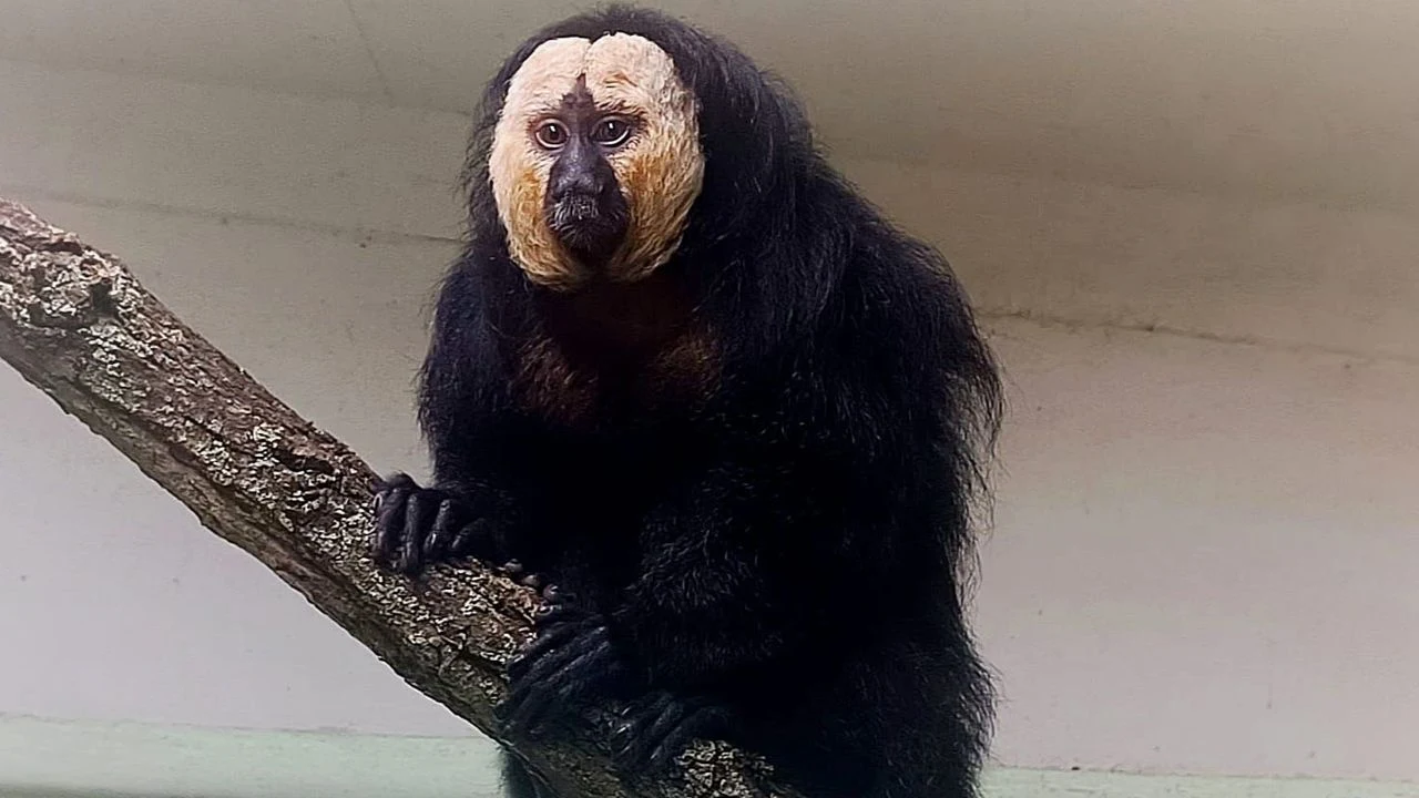 Małpka saki. fot. Ogród Zoologiczny w Poznaniu Małpa o jasnej twarzy i ciemnym futrze siedząca na pochylonym konarze drzewa na tle jasnej ściany.
