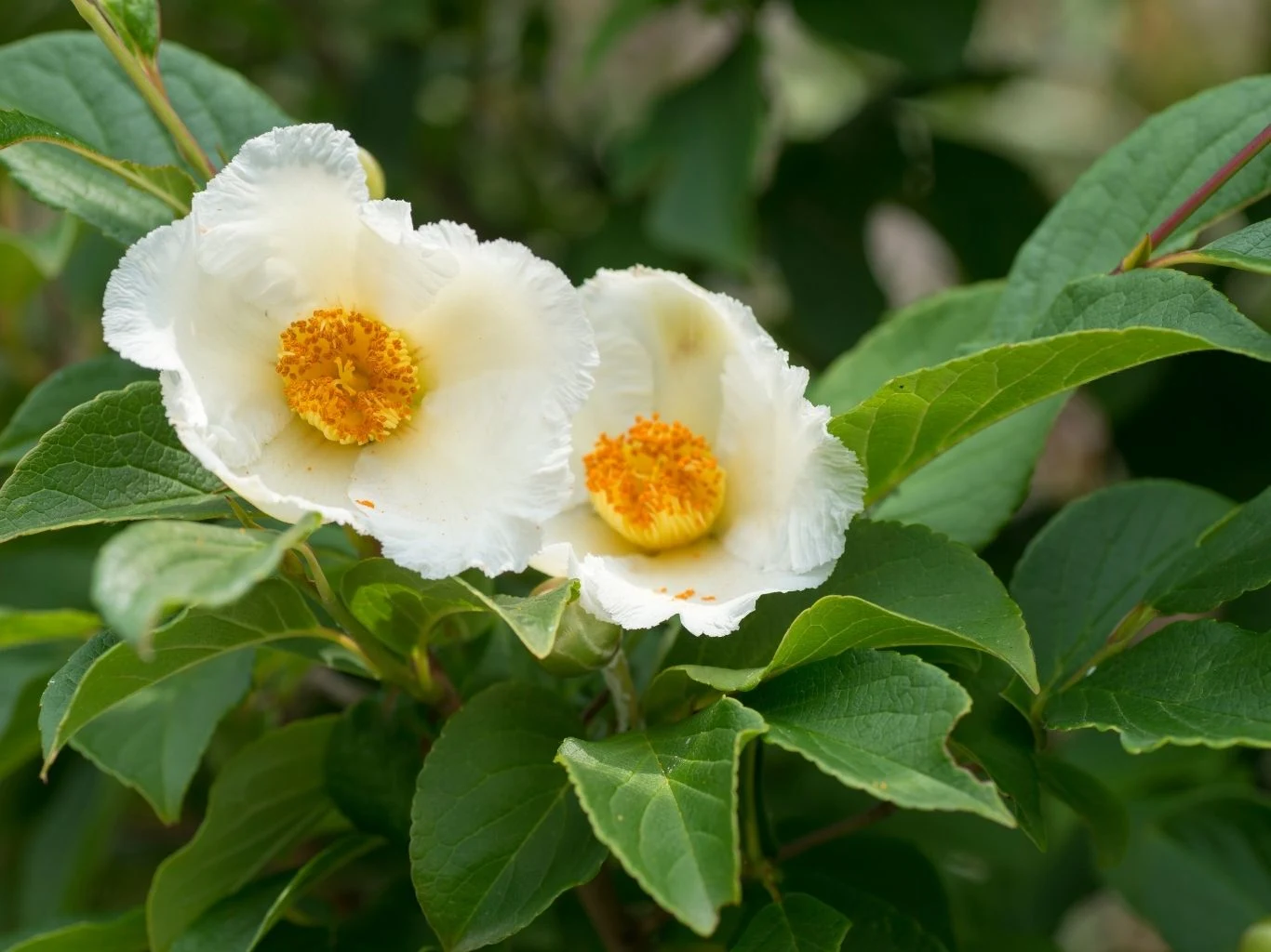 Kwiaty stewarcji przypominają kamelię Dwa białe kwiaty stewarcji kameliowatej, otoczone zielonymi liśćmi.