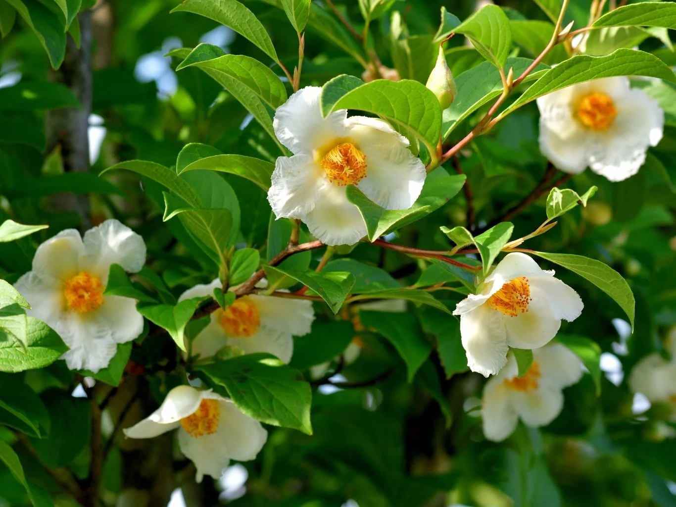 Stewarcja to egzotyczna piękność do każdego ogrodu Gałązki drzewa stewarcji z licznymi białymi kwiatami o żółtych środkach.