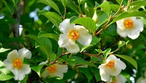 Ma kwiaty jak z porcelany. Posadź obok magnolii, a obsypie się nimi