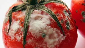 Nie wyrzucaj spleśniałych pomidorów. To skarb, który możesz wykorzystać