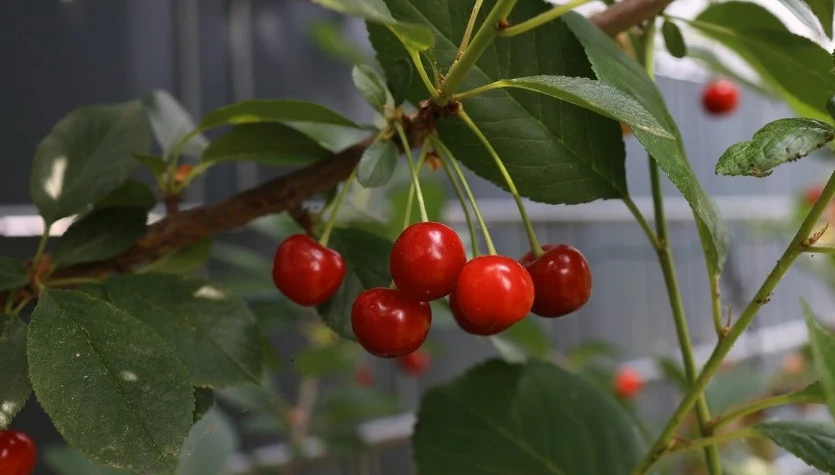 Czym podsypywać czereśnie na wiosnę?