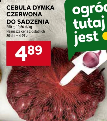 Зелена цибуля