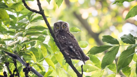 Potwierdzono udany lęg syczka na terenie Polski