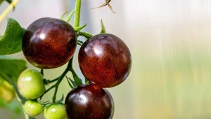 Najlepszy pomidor dla seniora. Wysiej, by mieć serce jak dzwon