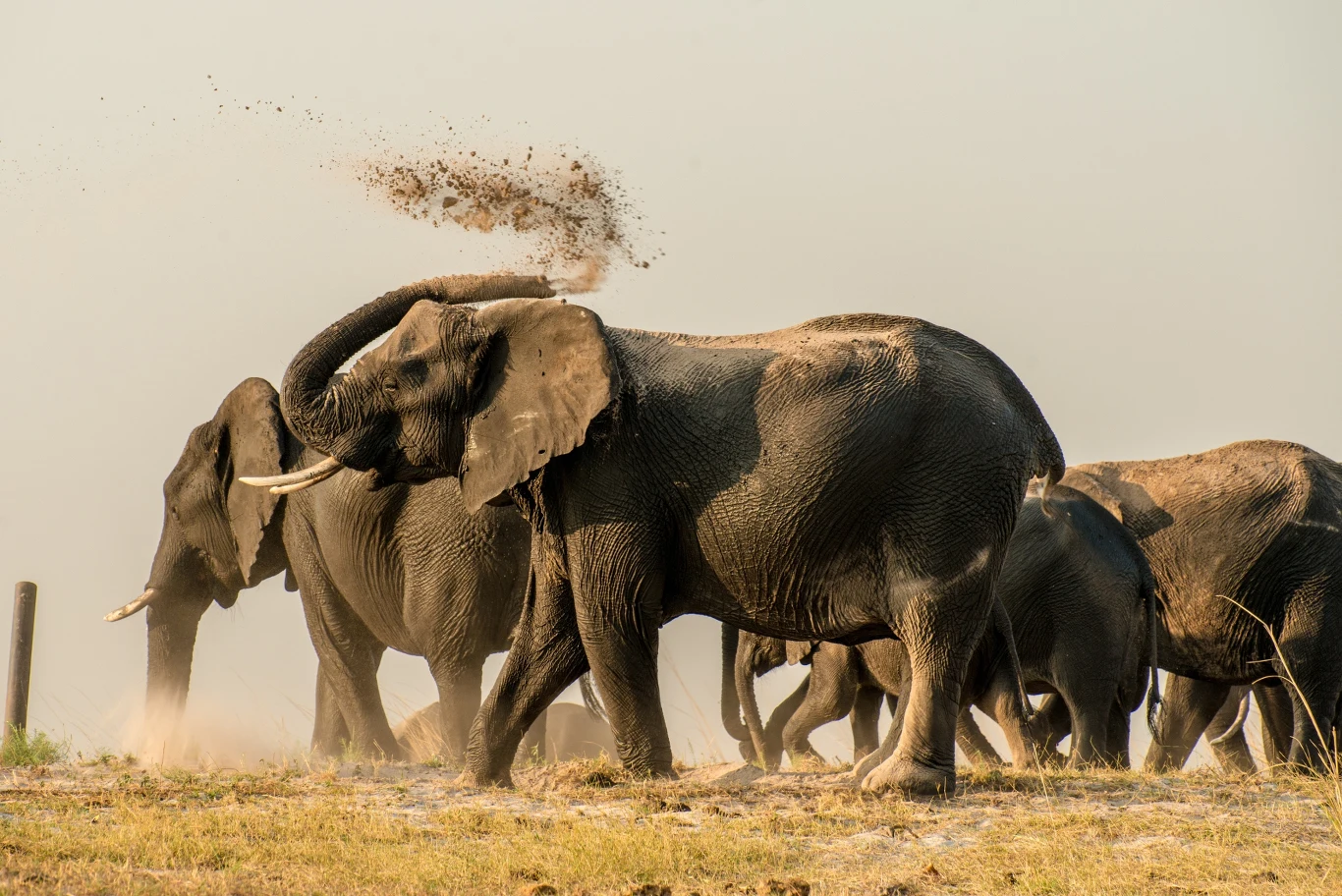 Stado słoni afrykańskich idących po sawannie, jeden z nich podnosi trąbę i rozrzuca ziemię na swoje plecy, w tle rozmyta przestrzeń i suche trawy.