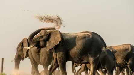 Słonie żyją tylko na dwóch kontynentach - w Afryce i Azji