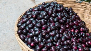 Te ciemne owoce mają słodki, ostry smak i mnóstwo właściwości zdrowotnych.