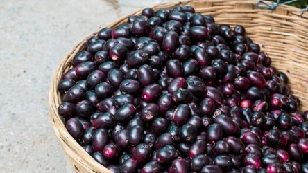 Te ciemne owoce mają słodki, ostry smak i mnóstwo właściwości zdrowotnych.